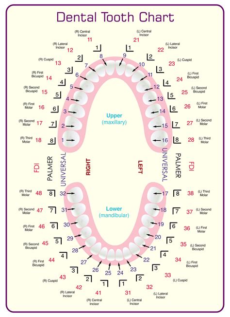 tooth thickness chart pdf